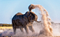 Elephant taking a Dustbath VI by Denis Roschlau on 500px