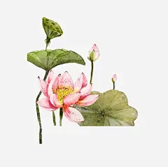 中国风荷花png免抠素材_新图网 https://ixintu.com 荷花 中国风 古风 水彩 手绘 莲花 夏天 酷暑