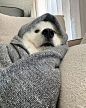 Photo shared by Samoyed Community  on June 11, 2024 tagging @hedybaesamoyed. May be an image of Great Pyrenees and Samoyed.