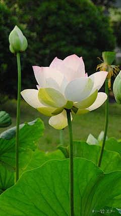 瑶玥采集到一花一世界