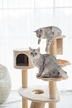 点击来源直接获取大图文件 |两只猫在猫塔上玩耍 