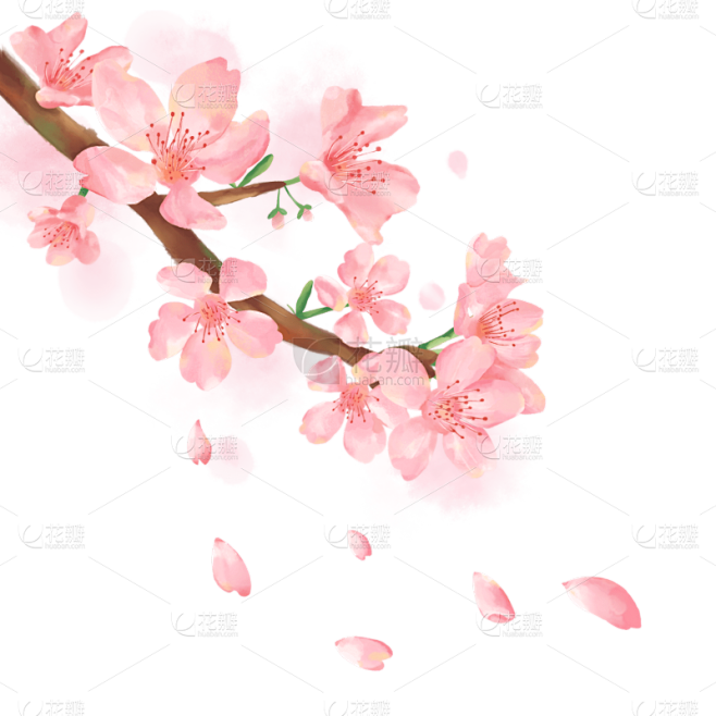 手绘粉色水彩樱花花卉植物元素1