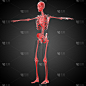 骨骼骨骼的3d渲染医学插图