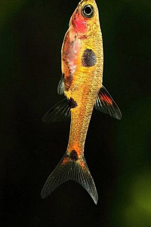 灯笼鱼目灯笼鱼科金灯笼鱼