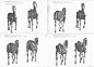 【马的艺用解剖】horse anatomy prints from 1901 and 1776 ​​​​