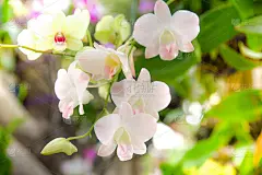 花园里有粉红色、蓝色和白色的兰花