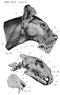 动物骨骼肌肉解剖图：狗，狮，马 1280PX[30P] (29).jpg