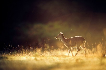 森林里的精灵鹿丨作者：Andrew Ev...