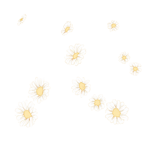 今天也是更素材日，画了家里花园的小雏菊和...