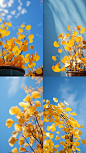 blenderjanie_Chinese_style_Blue_sky_background_Autumn_season_Gi_019b45e4-28fc-4247-9359-ddd3d6f19406.png (1632×2912)
- - - - - - - - - - - - - -
 ——→ 【 率叶插件，让您的花瓣网更好用！】> https://lvyex.com
