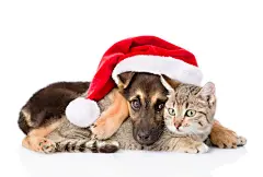 点击来源直接获取大图文件 |Cat and Dog with Santa Claus hat. isolated on white background