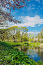 城市,里加,拉脱维亚。樱花公园在公园里。旅行的照片。