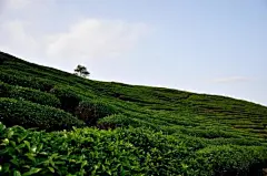 [武夷深处一茶园] 《武夷茶歌》范仲淹年年春自东南来，建溪先暖冰微开。溪边奇茗冠天下，武夷仙人从古栽。#武夷山#茶园#茶叶