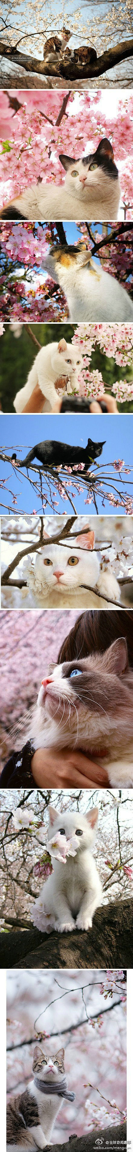 樱与猫