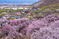 西藏林芝·桃花盛开的雪域高原_搜狐旅游_搜狐网