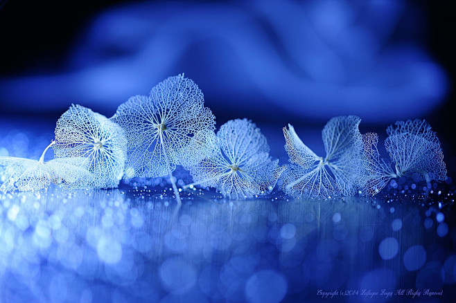Photograph Blue synd...
