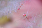 Miki Asai在 500px 上的照片Before we fly away