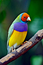 ☀Colorful gouldian finch by Perl Photography*