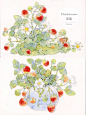 水彩——草莓 - 小红书