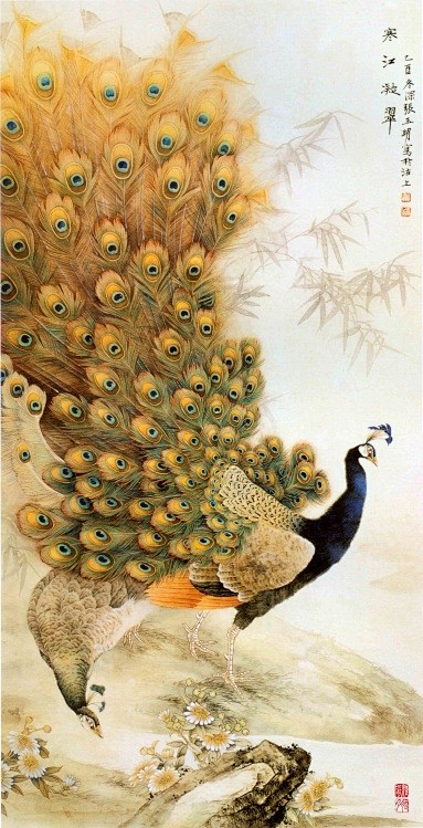 美丽的孔雀