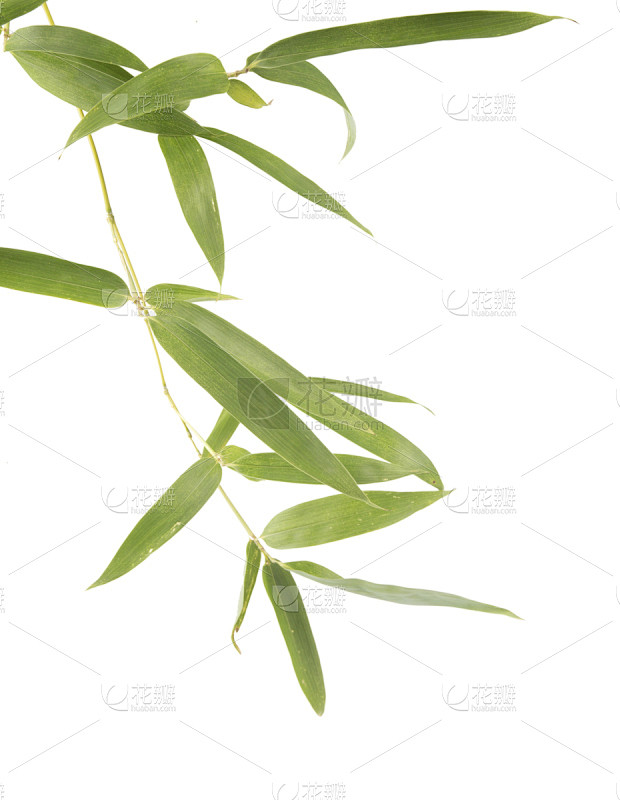 竹,叶子,竹子叶,嫩枝,弹性,植物茎,枝,花纹,部分,环境保护素材-花瓣网