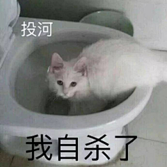屈原不吃粽子o采集到【表情包】