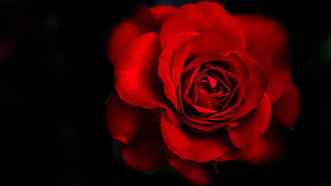 全部尺寸 | Red rose | Fl...
