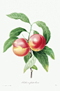 乔治·加列西奥《波莫纳：果树》