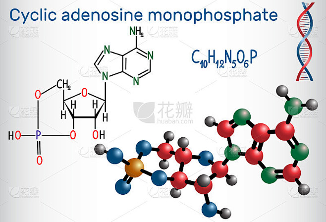 环腺苷单磷酸(cAMP)分子，是三磷酸腺苷(ATP)的衍生物，用于细胞内信号转导。结构化学式和分子模