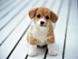 dog - wallpapers search / Wallbase.cc