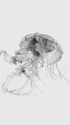 海底生物水母高清灰色系高清壁纸