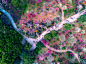 日本,东京,樱之花,步行道路,上野公园,侧面视角,自然,天空,水平画幅,樱花