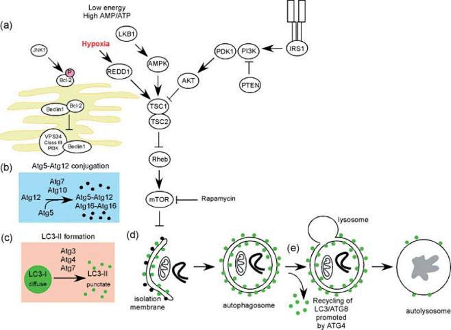Autophagy: cellular ...