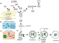 Autophagy: cellular and molecular mechanisms - PubMed