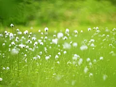 唯美山花烂漫写真花语桌面壁纸桌面壁纸4