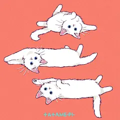 猫咪 头像 图源Twitter：@tatamepi