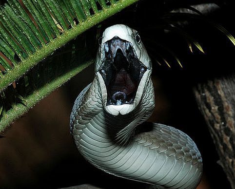 吓人的蛇图片 世界上图片