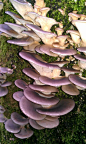 Oyster Mushroom (Pleurotus Ostreatus): 