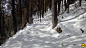 DAyara-Bugyal-Indiahikes-Mukesh-Panwar-Snow-Winter-Forests-2-of-1.jpg (1920×1080)