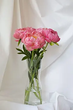 牡丹花高清摄影素材