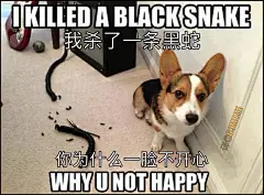 meme（梗图）图片大全-meme（梗图）高清好看的图片--花瓣超级无敌窝窝头的画板