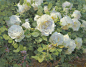 "White Rose" oil on linen 14x18