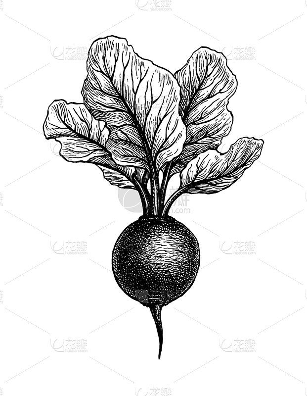 ink sketch beetroot