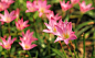 100种·常用庭院花卉植物（全）_别名 : 虎耳草科八仙花属，别名： 绣球、斗球、草绣球、紫绣球、紫阳花。 酢浆草科酢浆草属，别名：大酸味草、南天七等 柳叶菜科倒挂金钟属，别名： 吊钟海棠、吊钟花、灯笼海棠。 兰科兜兰属，别名： 拖鞋…