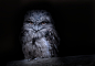 "Tawny Frogmouth Owl!" Photography by Sue Demetriou
