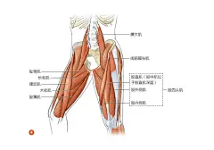 腿部肌肉1
