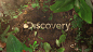 Discovery Channel Latam Rebrand on Behance