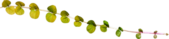 绿叶小草免抠PNG图片素材（第一集）