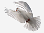 和平鸽免抠素材_新图网 https://ixintu.com 动物 和平 和平鸽 矢量图和平鸽