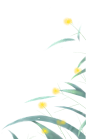 绿色黄色梦幻植物插画节气彩色芦苇手绘插画寒露图片